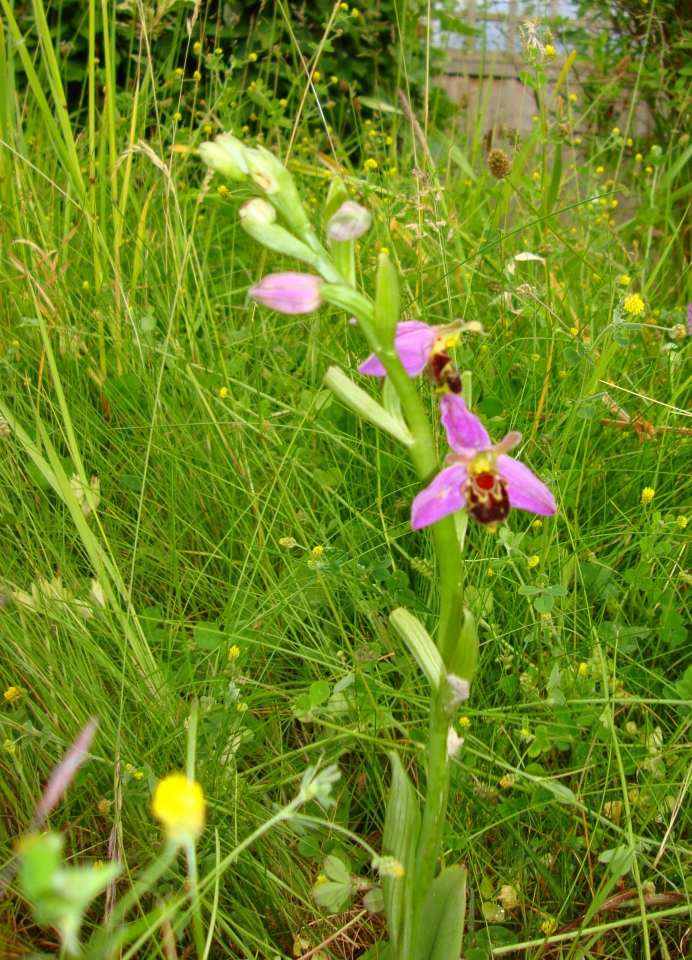 Bee Orchid in my 'wild'plot.2011