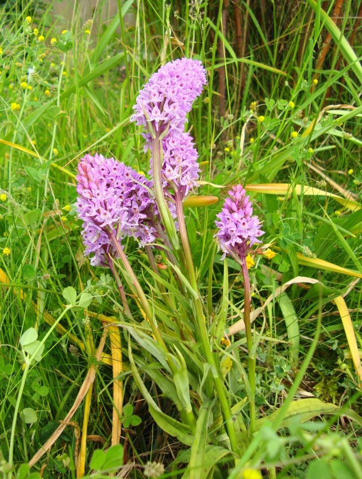 Common Spotted Orchid in 'wild'plot. 2011