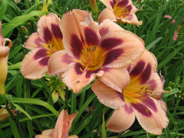 Daylily Okay in SwayThis is one of the first seedlings to be kept and named.  We will be...