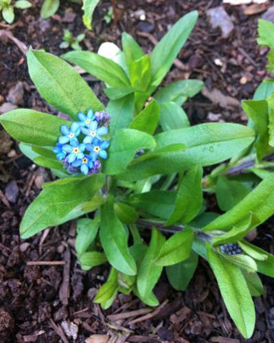 My first forget me not flower