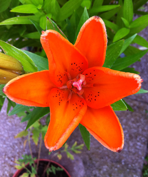 My first lily flower just after it opened