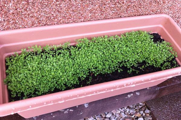 Red poppy seedlings