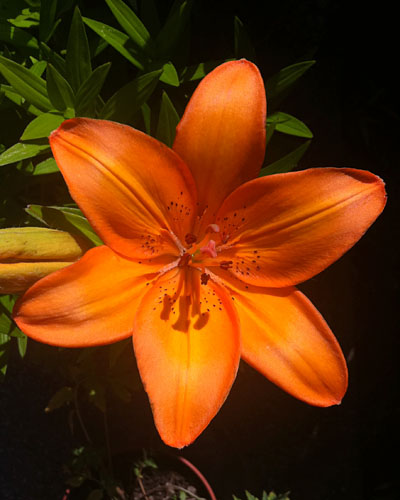 Orange lily