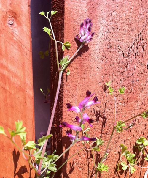 I'm not sure what this little flower is