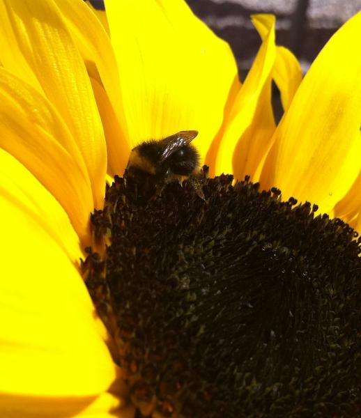 Bee on my dwarf sunflower