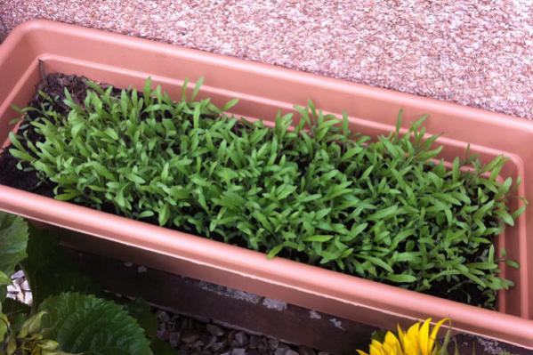 Scented nightstalk seedlings