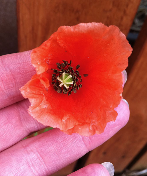 A little wild red poppy