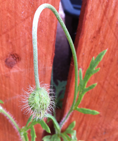 Another wild red poppy still to open