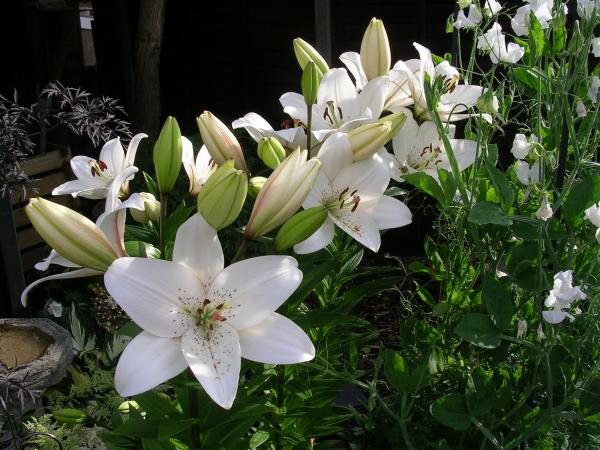 Eyeliner lilies