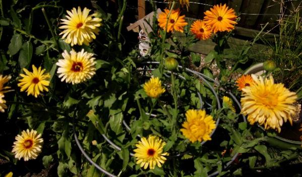 Calendula Art Shades