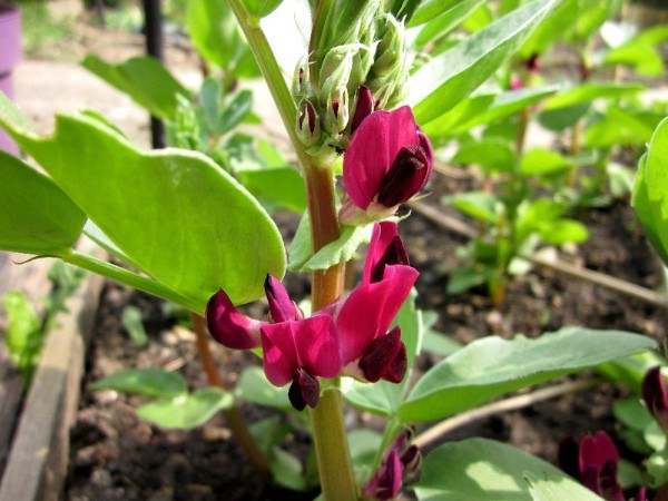 Crimson Flowered Broad Bean