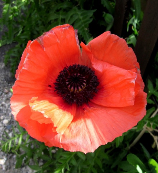 Oriental Poppy Summer Heat