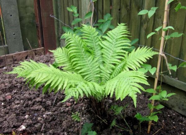 Unknown Fern