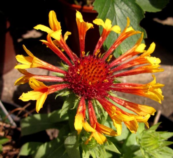 Gaillardia Fanfare