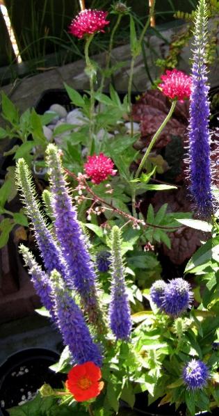 Veronica Royal Candles Knautia Macedonia Geum Borisii