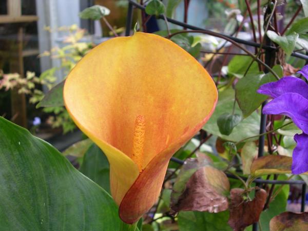 calla Flame