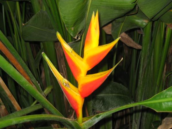 Heliconia Caribaea cv. Jacquinii