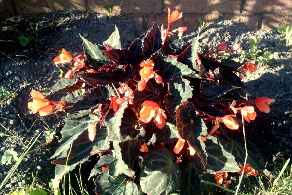 Begonia Glowing Embers