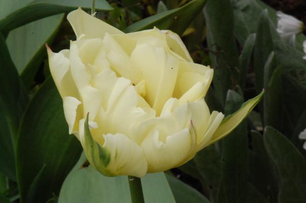 Exotic Emperor Tulip 'Green Flamed'
2011 002