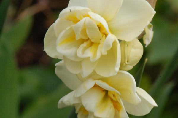 Miniature Daffodil 'Bridal Crown'
2011 003