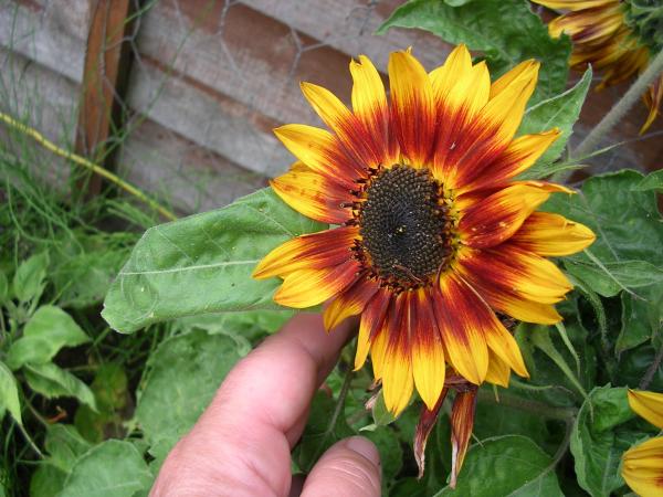 dwarf sunflower