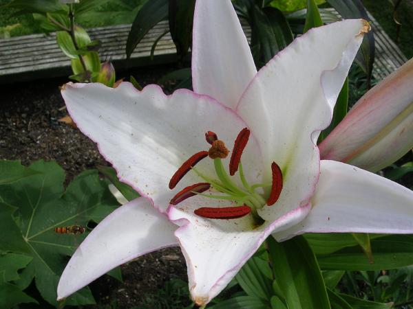 lily purple fountain