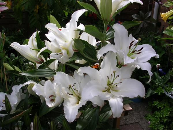 lilies....... i didn't plant any white ones.......?