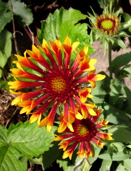 Gaillardia Fanfare