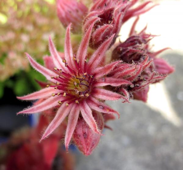 Sempervivum Flower