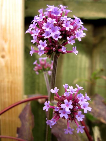 Verbena Bonariensis