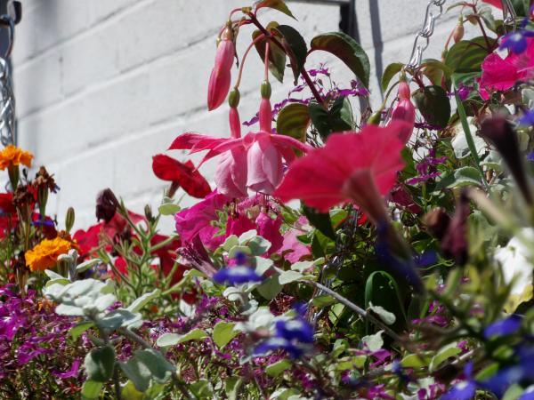 Hanging baskets are hanging on in there.