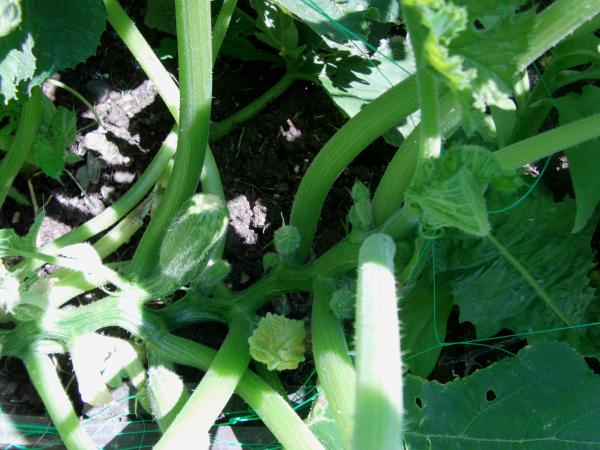 Baby Marrows.