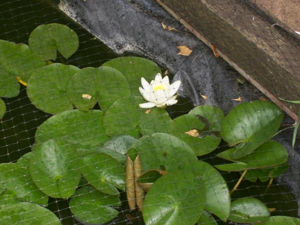 Water lillies out in the sunshine.