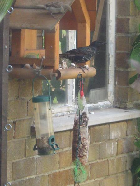 Busy bird table.