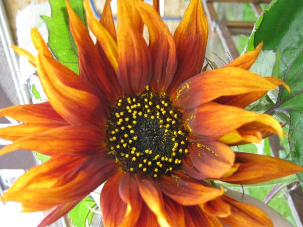 Red Sunflowers.