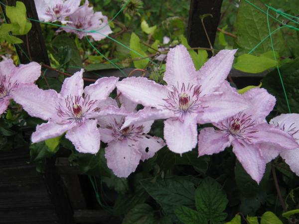 Clematis.