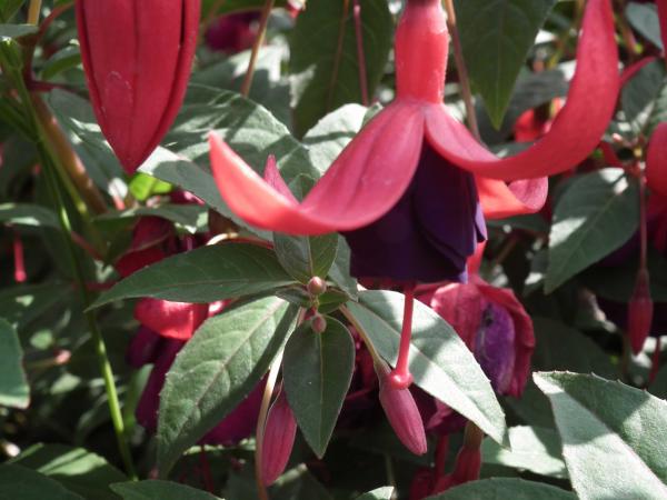 Fuschia