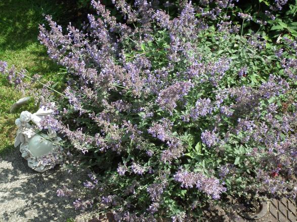 My Catmint, the bee's love it.