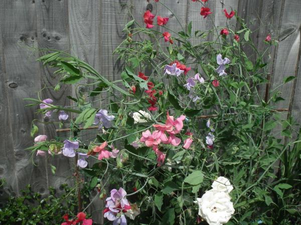 Sweetpea's lovely aroma