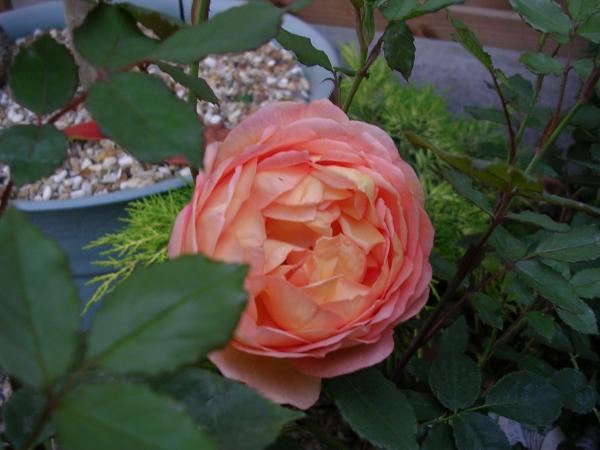 D. A. rose Lady of Shalott