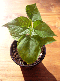 Indian bean
Grown from seed