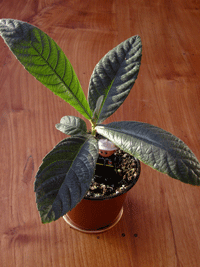 Loquat
Grown from seed