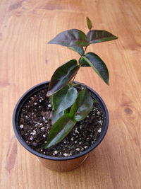 Surinam cherry
Grown from seed