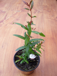 Pomegranate
Grown from seed