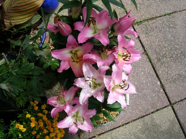 More lilies.These are the second to last ones to bloom. 1 more variety left now.