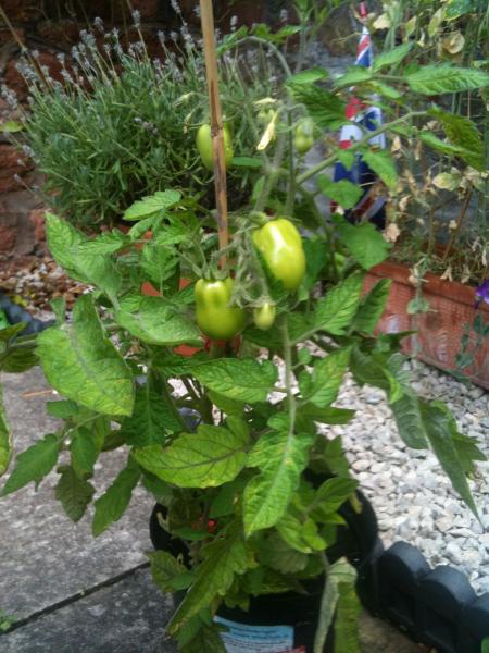 My first tomato plant.