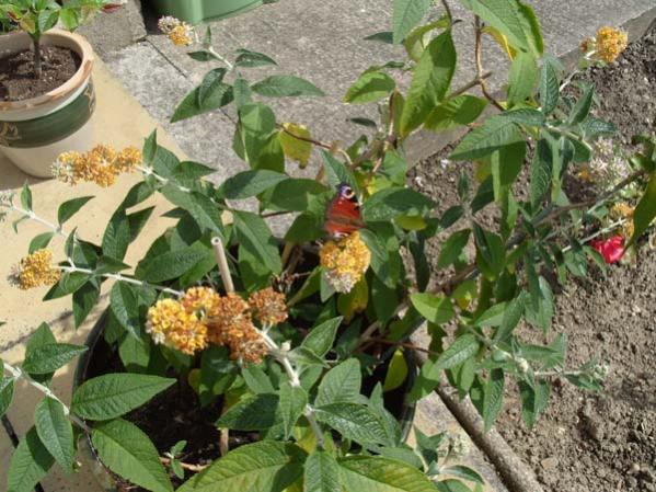 Buddleja x weyeriana 'Sungold'