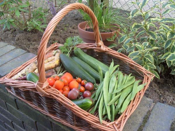 Crop basket 2011