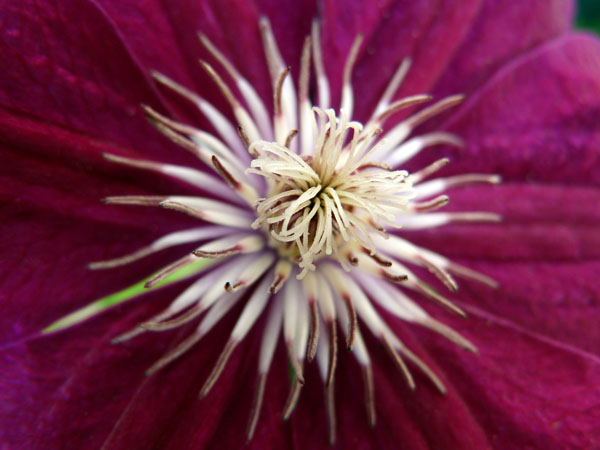 Clematis Rouge cardinal