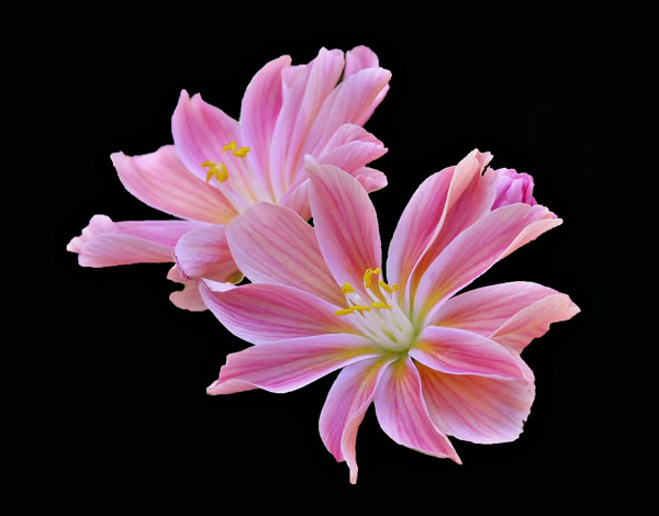 Lewisia cotyledon